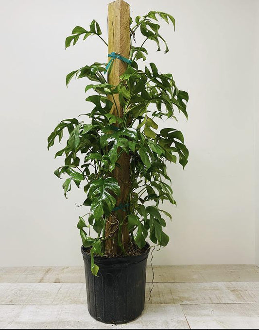 10" Monstera Minima Totem (Grower Pot) - Plant Club | Geoponics