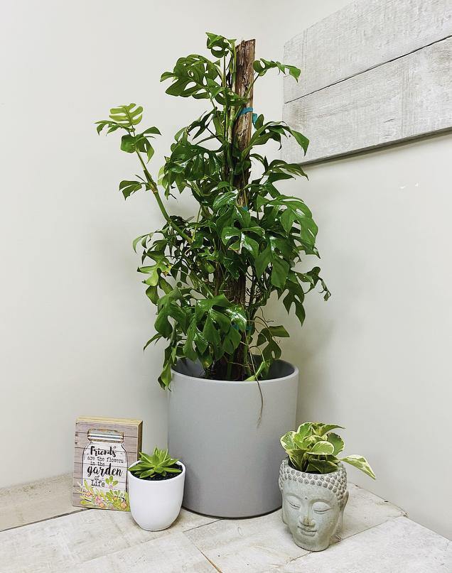 10" Monstera Minima Totem (Grower Pot) - Plant Club | Geoponics