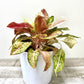 10" Aglaonema Red Valentine (Grower Pot) (Planter Not Included) - Plant Club | Geoponics