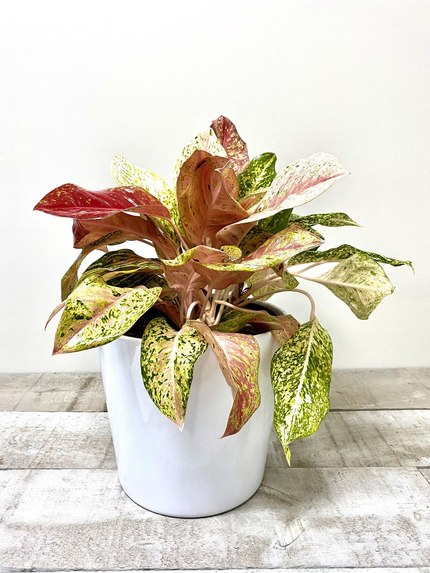 10" Aglaonema Red Valentine (Grower Pot) (Planter Not Included) - Plant Club | Geoponics