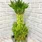 Tower Bamboo with pot