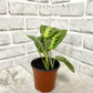 4" Prayer Plant Lime ( Grower Pot) - Plant Club | Geoponics