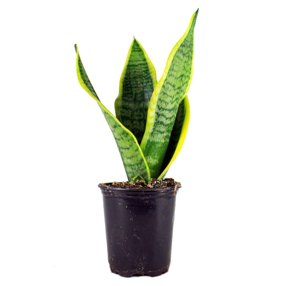 Snake Plant (Sensiveria aka Mother In Law Tongue) (3.5 " / 5" / 6" / 10" Grower Pots) - Geoponics Inc