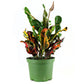 Croton (3.5" / 6" / 10" Grower Pots) - Geoponics Inc