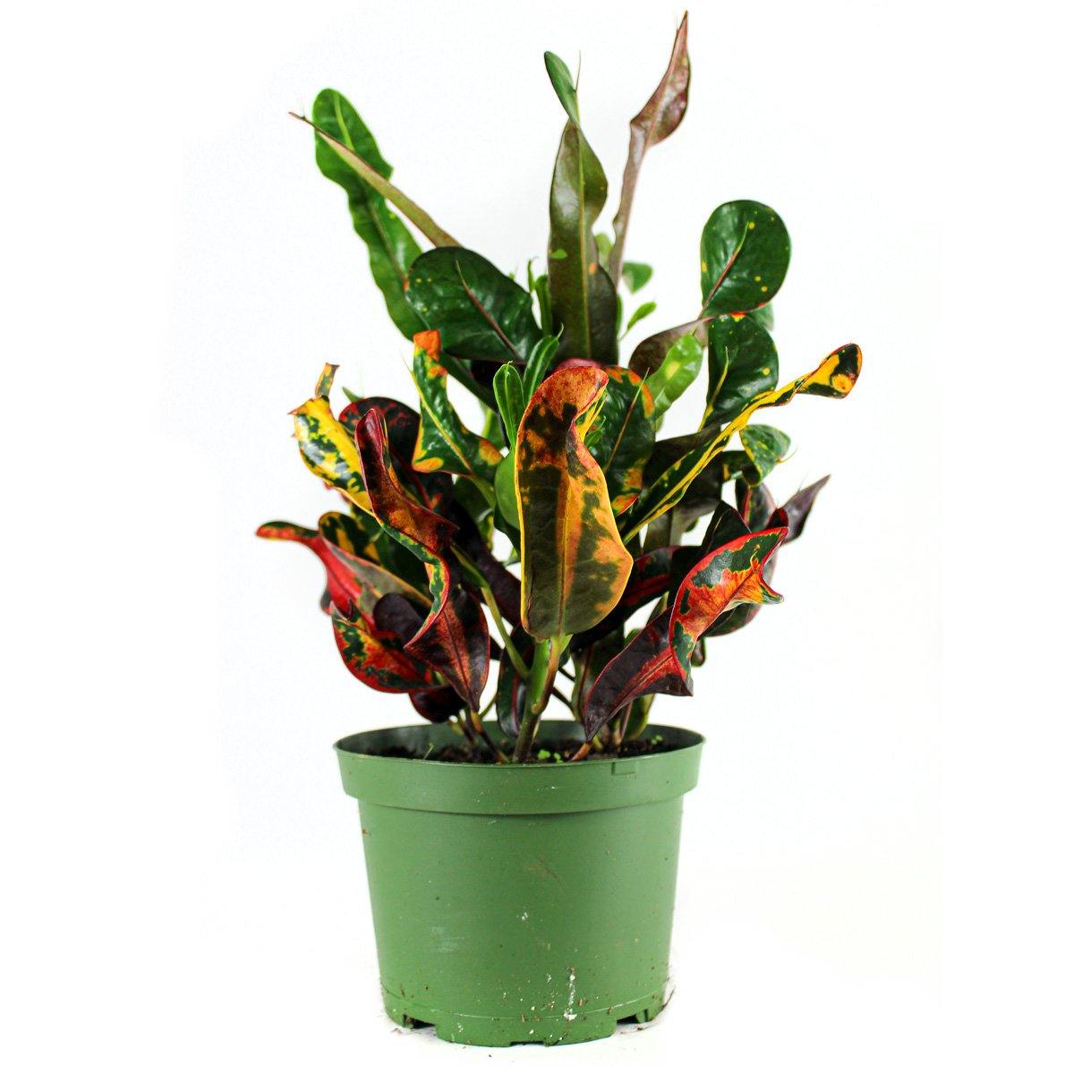 Croton (3.5" / 6" / 10" Grower Pots) - Geoponics Inc