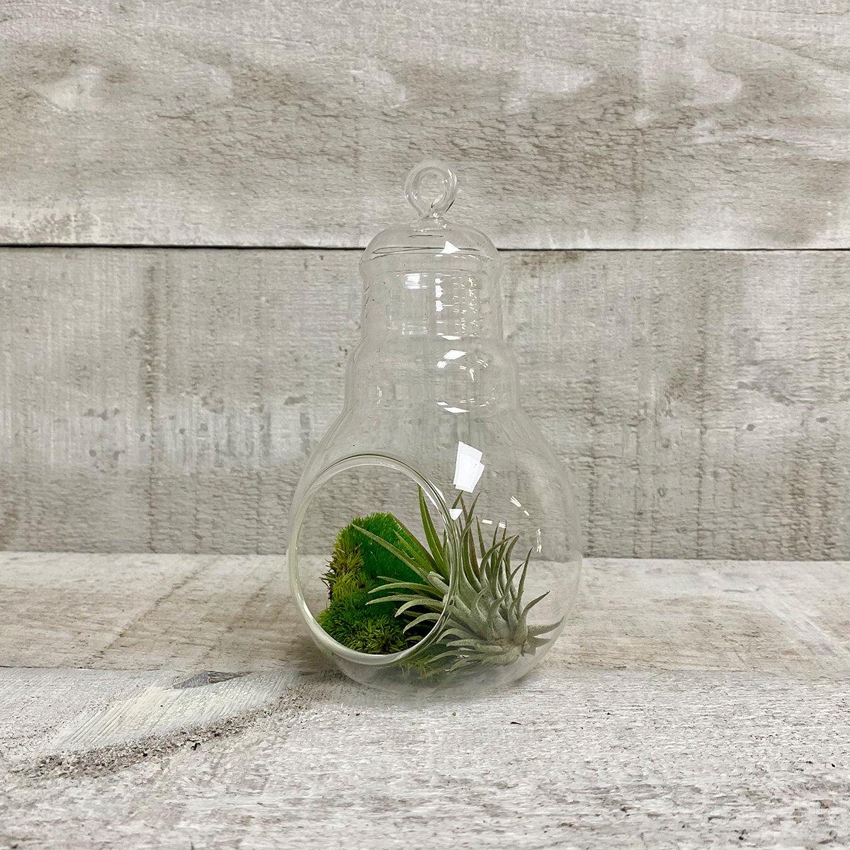6" Glass Bulb Vase - Geoponics Inc