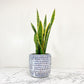 Snake Plant (Sensiveria aka Mother In Law Tongue) (3.5 " / 5" / 6" / 10" Grower Pots) - Geoponics Inc
