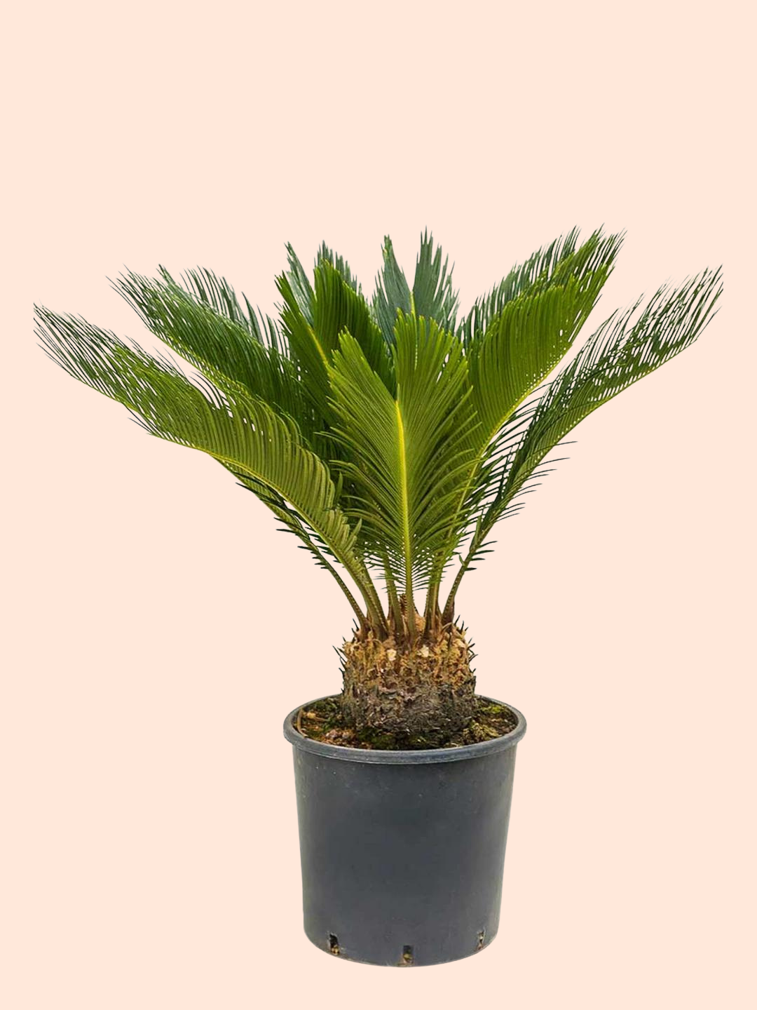 Palm Sago 10”pot