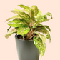 Aglaonema Red Valentine (10" Grower Pot) (Planter Not Included)