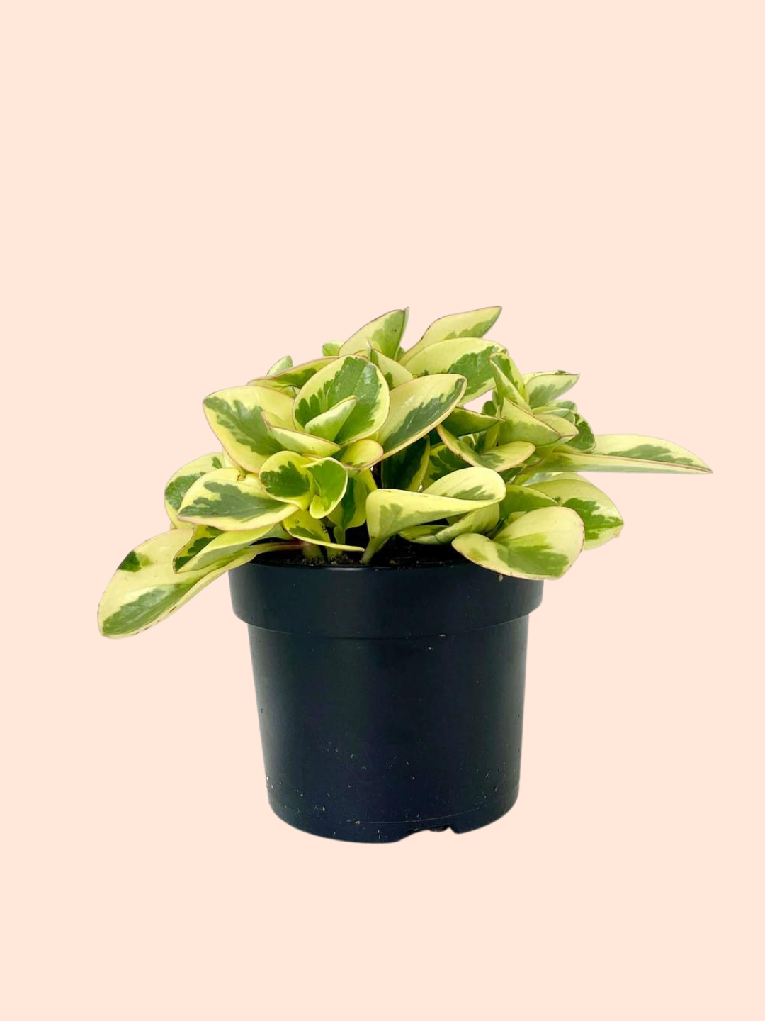 Peperomia Variegated White (6" Grower's Pot)