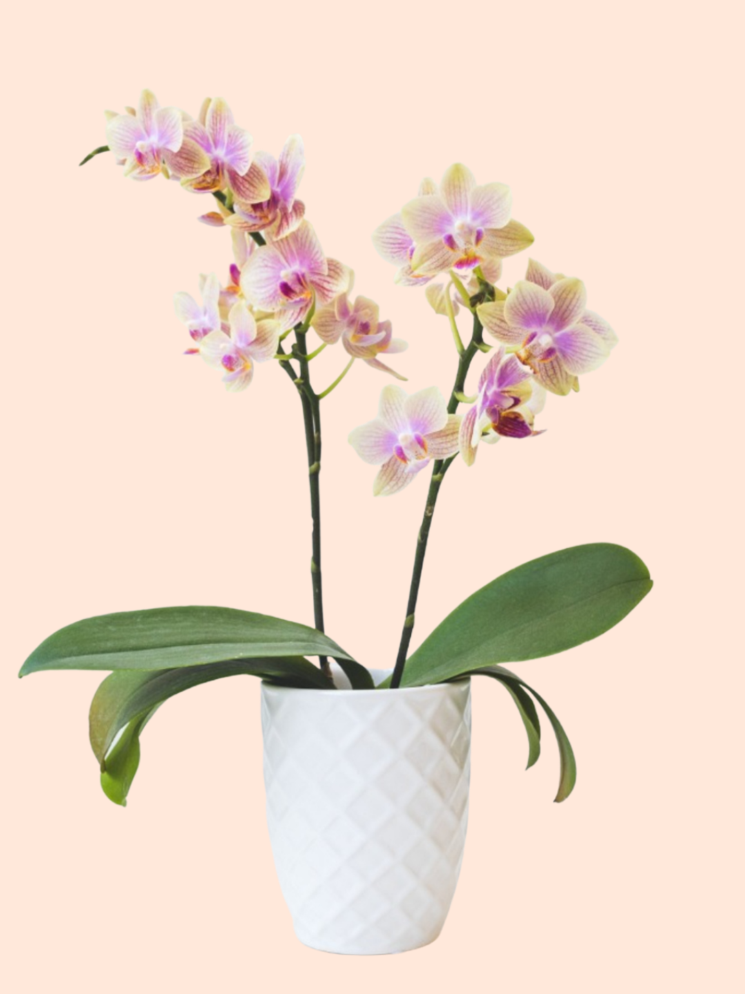Orchid  (Assorted colors)