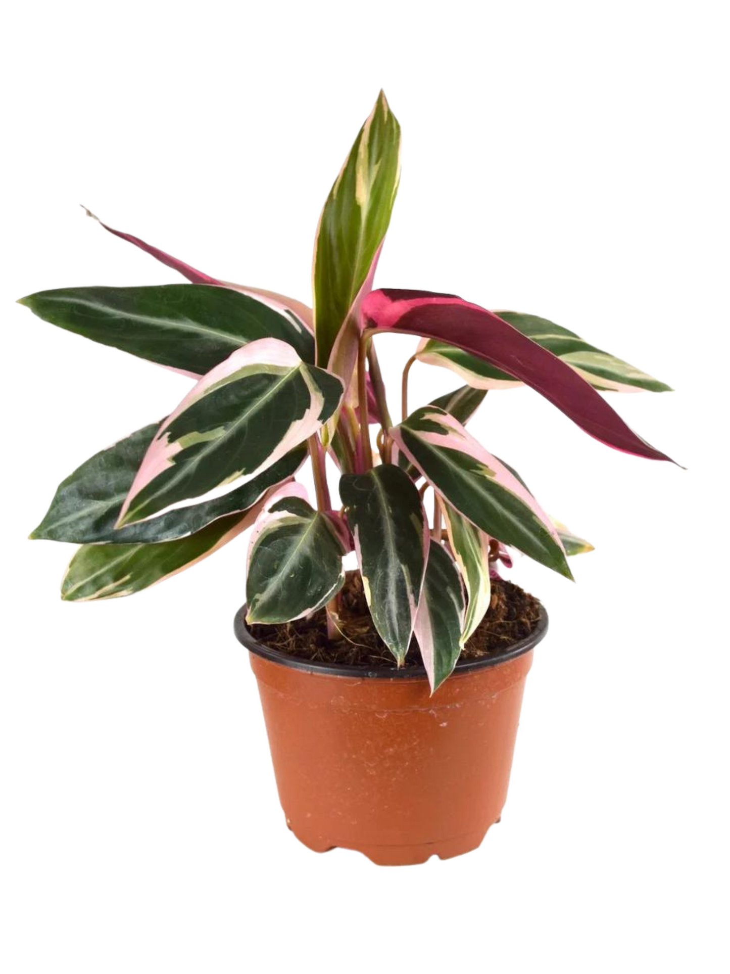 Stromanthe Triostar (pot not included)