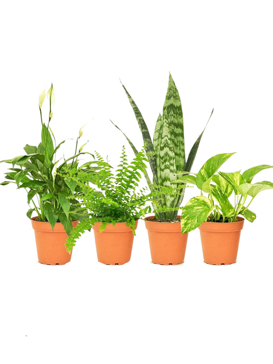 Tropical Houseplant Bundle
