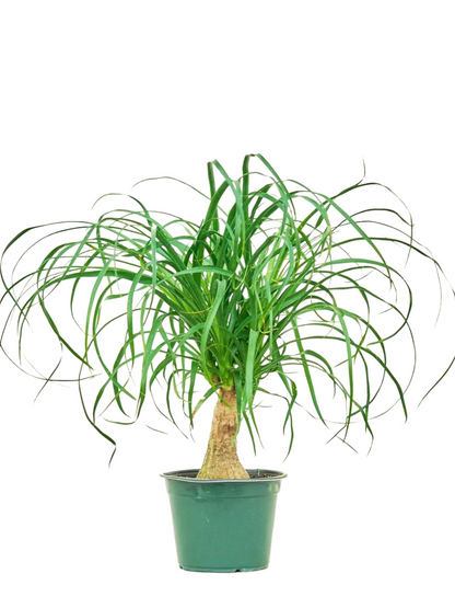Ponytail palm in growing pot (ceramic pot $50)
