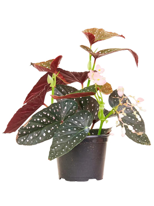 6” Begonia Maculata