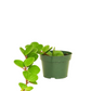Peperomia Hope in growing pot —ceramic pots all color available $10—$20 extra