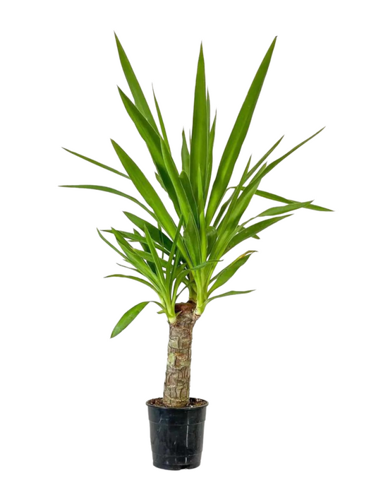 6”Yucca Cane Variegated Tip ( Grower Pot)