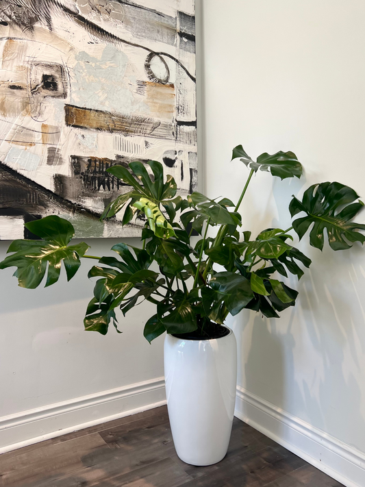 Monstera 10” with Planter