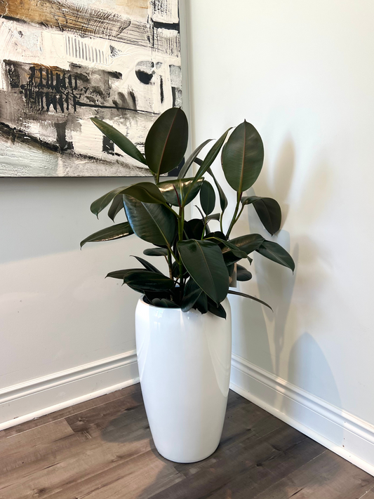 Rubber Plant in growing pot