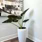 Alocasia (planter not included)