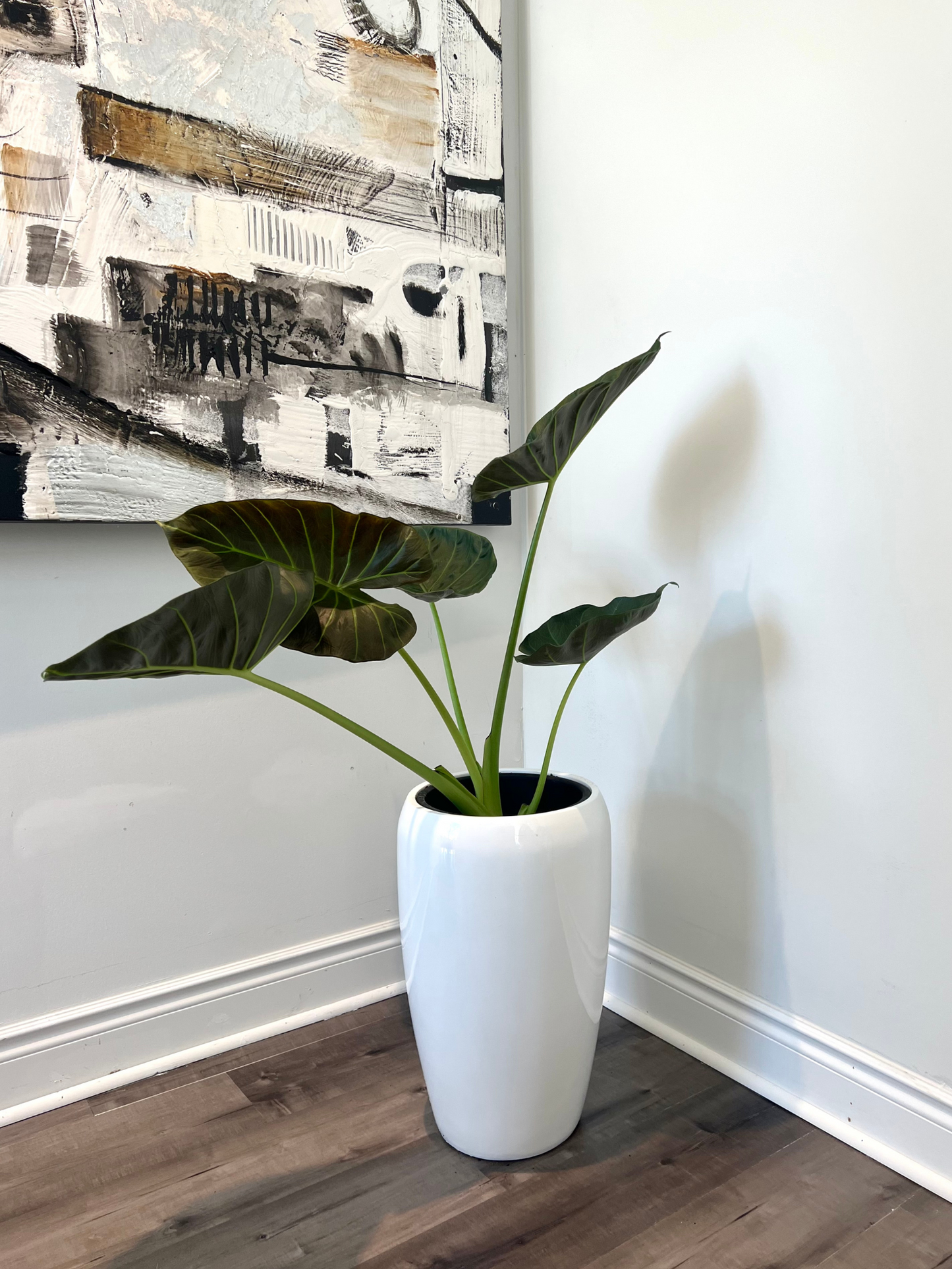 Alocasia (planter not included)