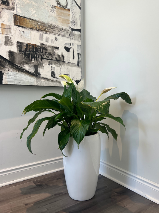 Peace Lilly in large fibreglass pot (white/black)