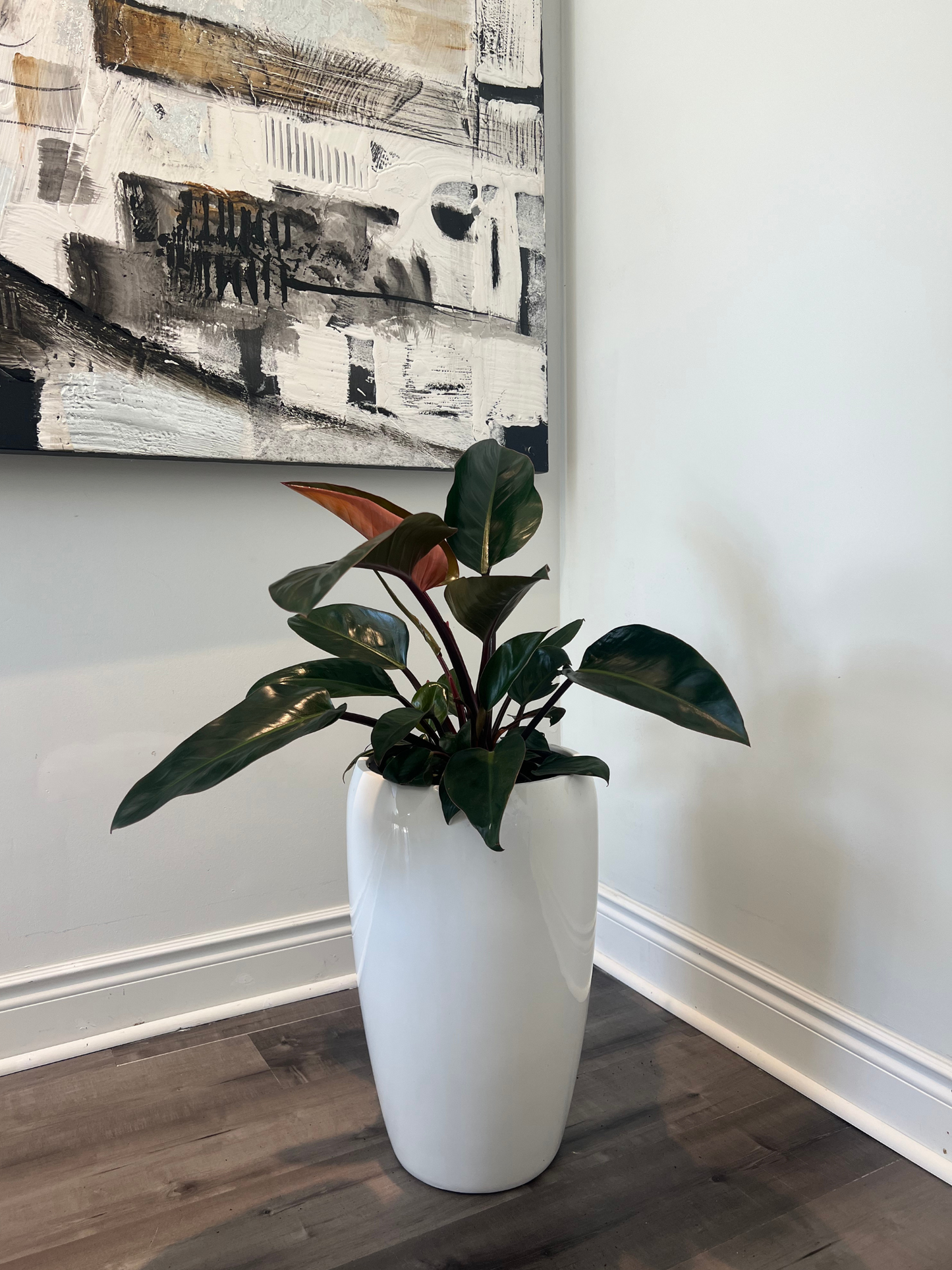philodendron (pot not included)