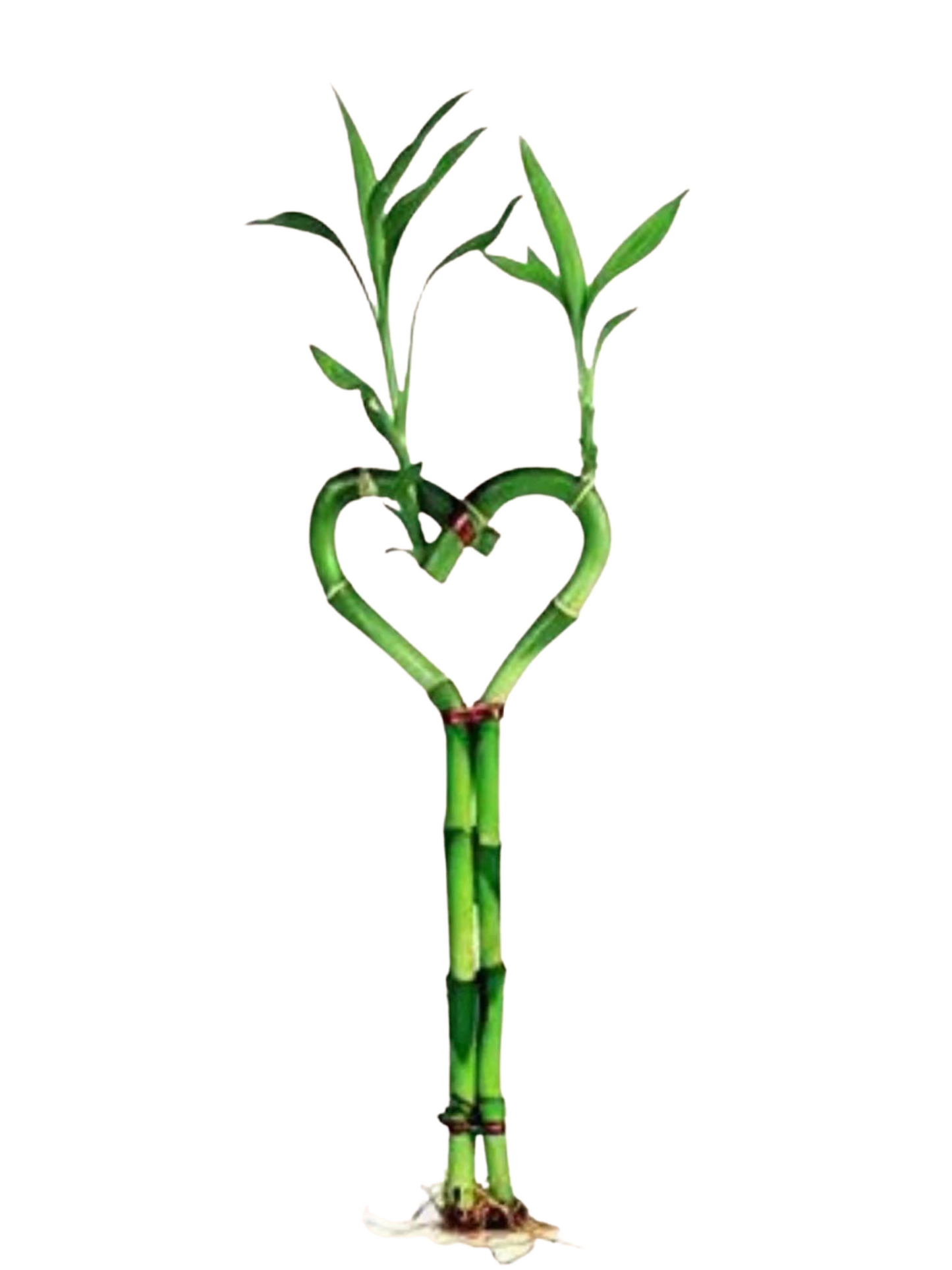 12” Heart Shaped Bamboo only stems