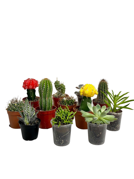 Everything Plant lovers Pack (Multi-option)