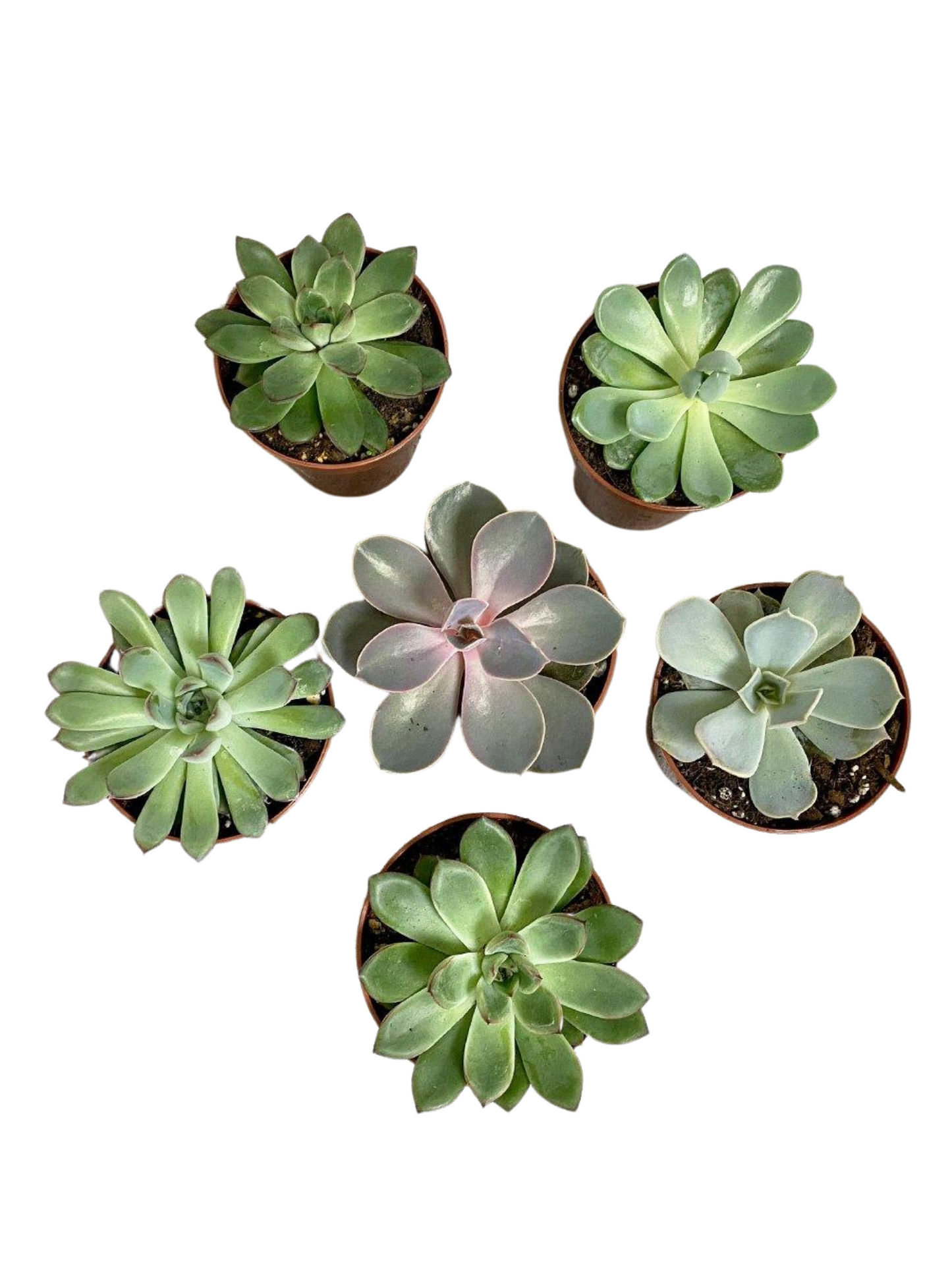 AWESOME ECHEVERIA PACK