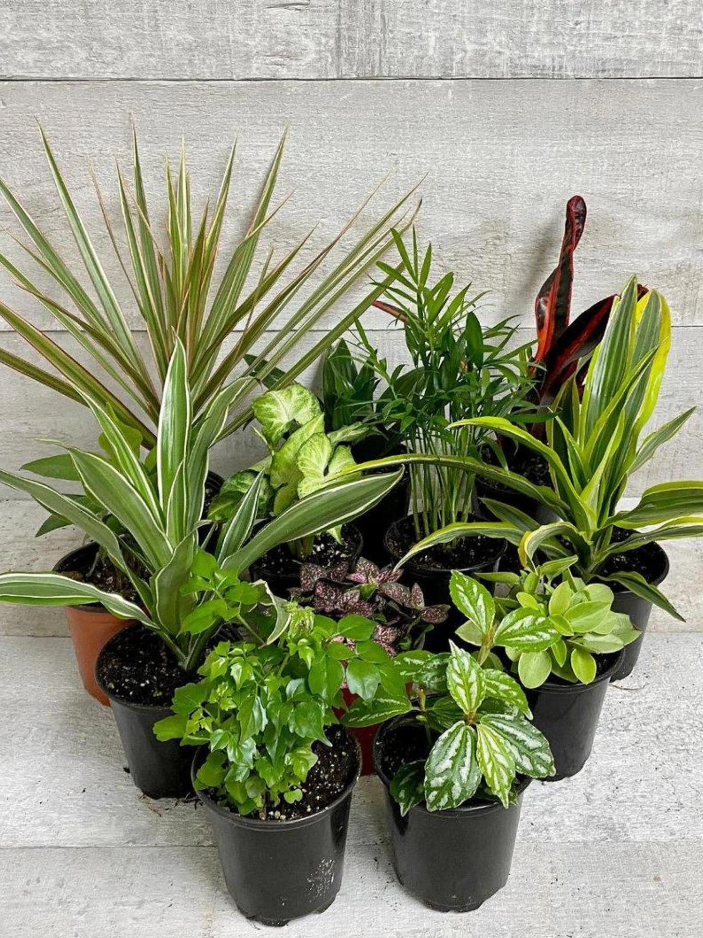 Tropical Houseplant Bundle