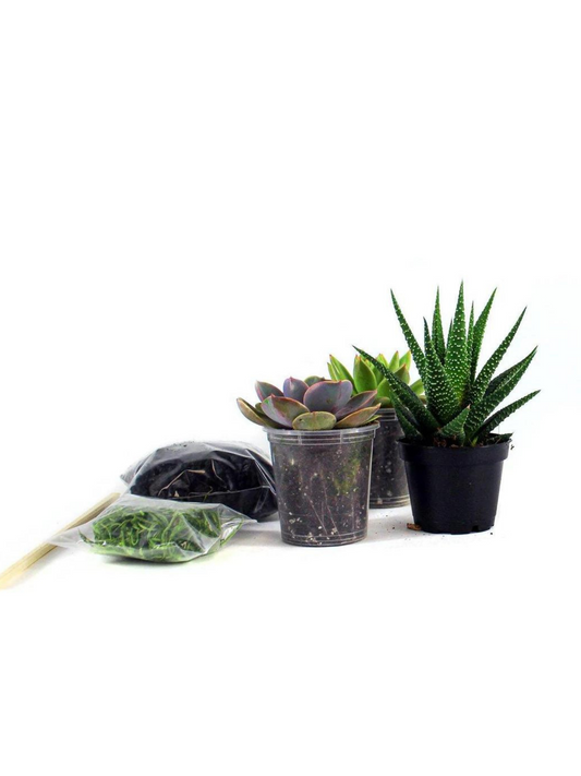 Baby Succulent DIY Kit