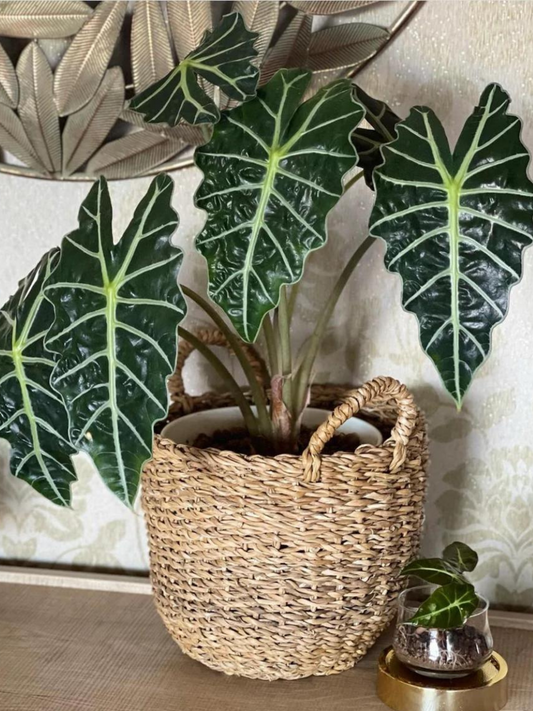 Alocasia Polly (planter not included)