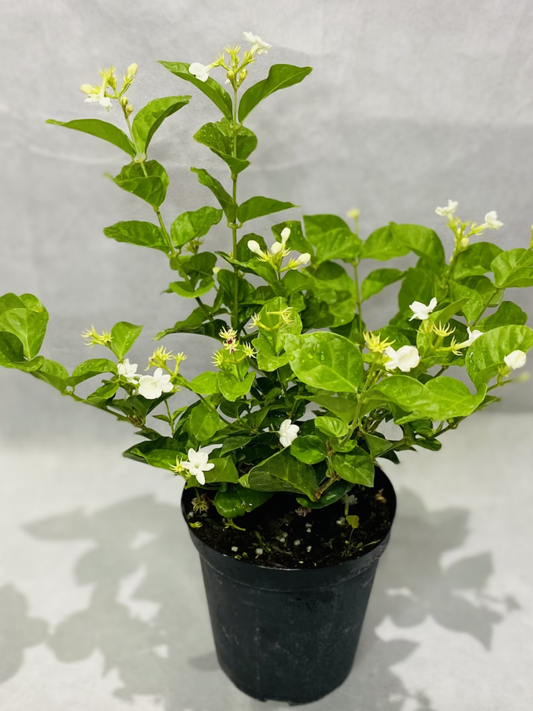 6”Jasmine Sambac Bush (grower pot)