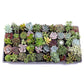 2.25" Plant Baby Succulents tray (assorted) (38/tray) - Plant Club | Geoponics