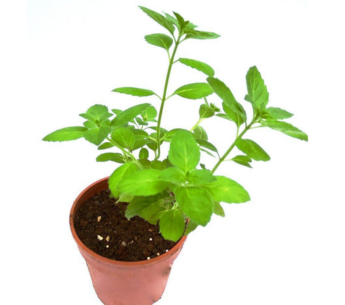 Holy Basil Tulsi growing pot
