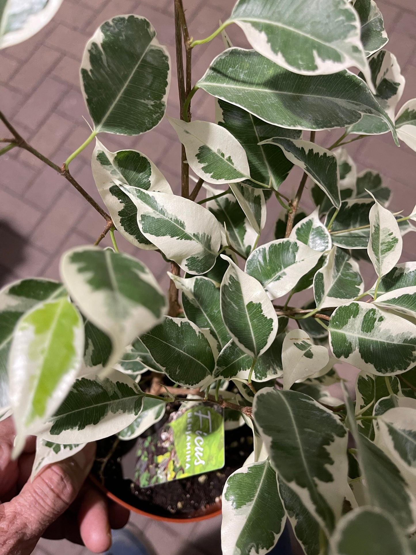 Ficus Benjamina 6  “ growing pot (assorted color green/light green/white and green