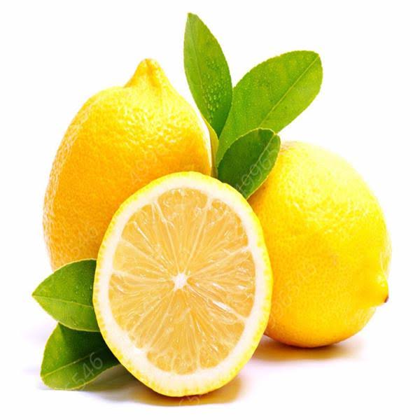 8" Citrus Lemon Tree