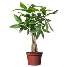 Money Tree (Pachira Aquatica) in growing pot