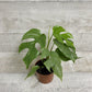 5" Philodendron Split Leaf Minima - Geoponics Inc