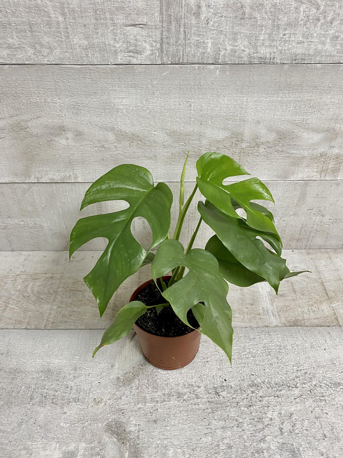 5" Philodendron Split Leaf Minima - Geoponics Inc
