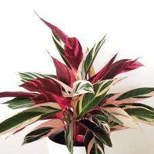 Stromanthe Triostar (pot not included)