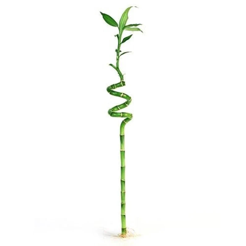 24”spiral lucky bamboo (bundle of 3)