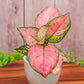 Algaonema  pink (planter not included)