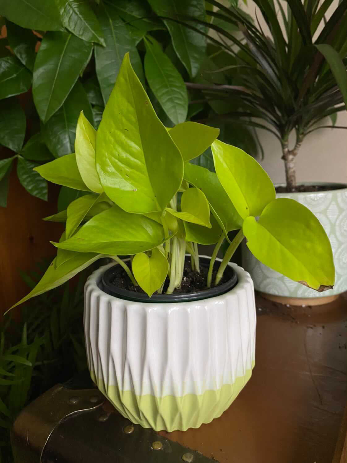 Neon Pothos (pot not included)