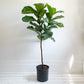 Fig Tree 10” Grower Pot