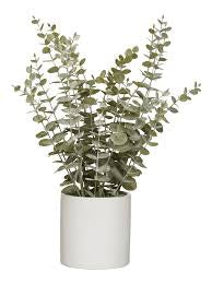 6" Eucalyptus ( pot not included)