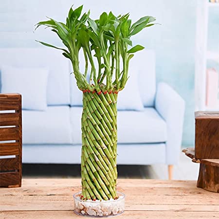 Twisted lucky bamboo 6” growing pot