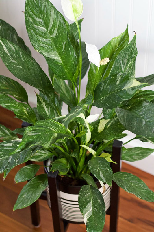 Peace lily variegated