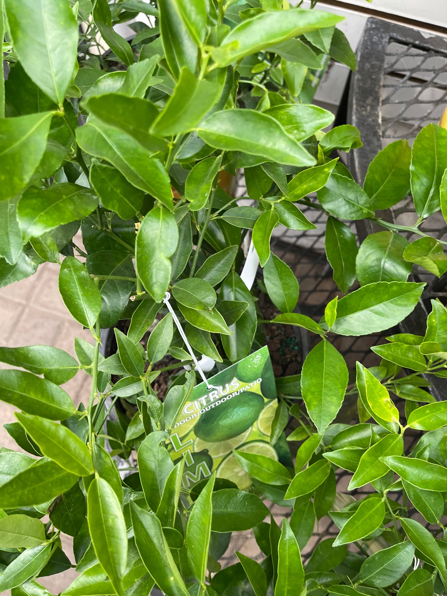 8" Citrus Lemon Tree